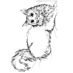Gatito #5372