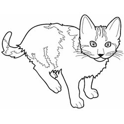 Gatito #5387