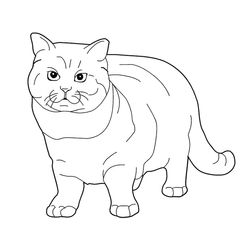 Gatito #5404