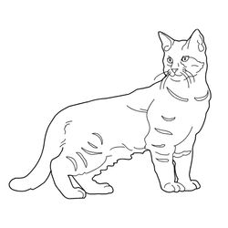 Gatito #5405