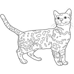Gatito #5406