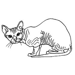 Gatito #5412