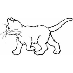 Gatito #5430
