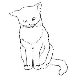 Gatito #5435