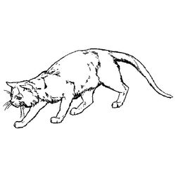 Gatito #5447