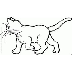 Gatito #5471