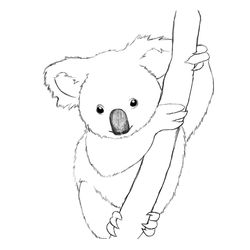 Koala #5485