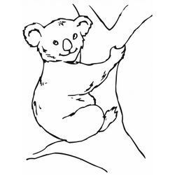 Koala #5493