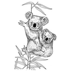 Koala #5497