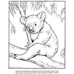 Koala #5501