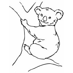 Koala #5504