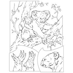 Koala #5508