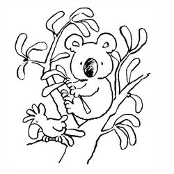 Koala #5512