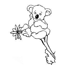 Koala #5513