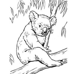 Koala #5514