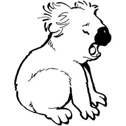 Koala #5524