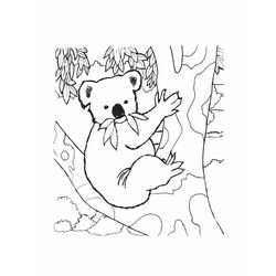 Koala #5528