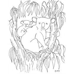 Koala #5533