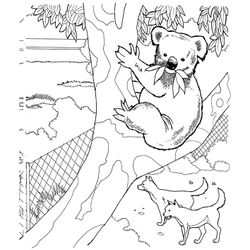 Koala #5541