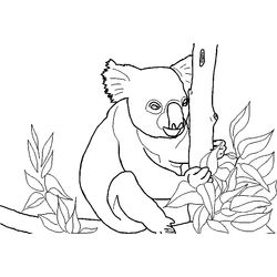 Koala #5544