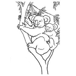 Koala #5545