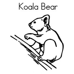 Koala #5547
