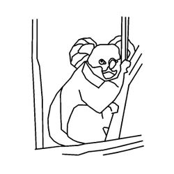 Koala #5553