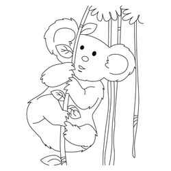 Koala #5561