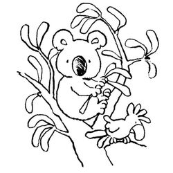 Koala #5564