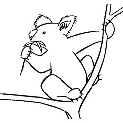 Koala #5566