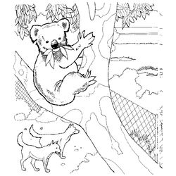Koala #5568