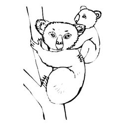 Koala #5571