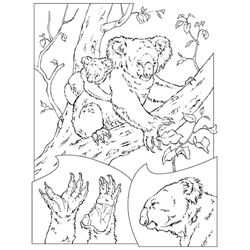 Koala #5577