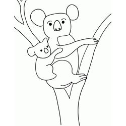 Koala #5578