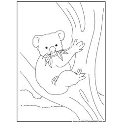 Koala #5579