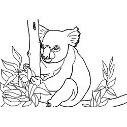 Koala #5586