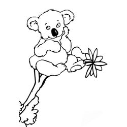 Koala #5587