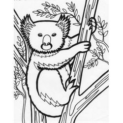 Koala #5593