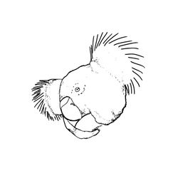 Koala #5595