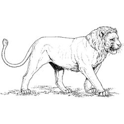 León #5699