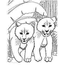 León #5777