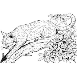 Leopardo #5783