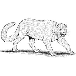Leopardo #5788
