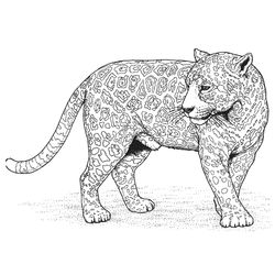 Leopardo #5789