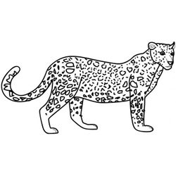 Leopardo #5790