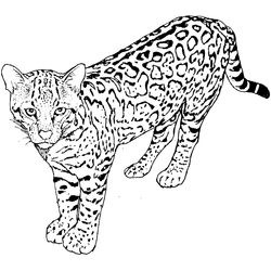 Leopardo #5791