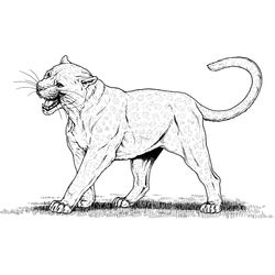 Leopardo #5795