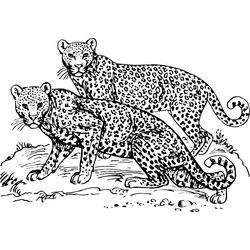 Leopardo #5796
