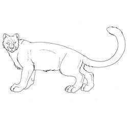 Leopardo #5798