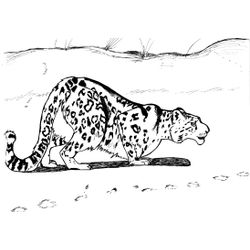 Leopardo #5801